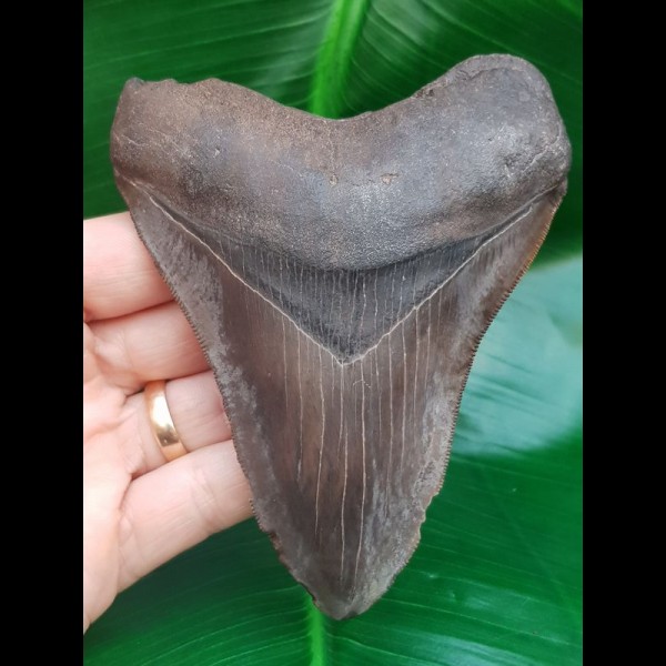 11.4 cm sharp tooth of Megalodon