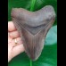 11.4 cm sharp tooth of Megalodon