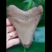 11.4 cm sharp tooth of Megalodon