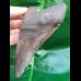 11.4 cm sharp tooth of Megalodon