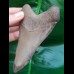 11.4 cm sharp tooth of Megalodon