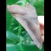 11.4 cm sharp tooth of Megalodon