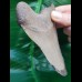 11.4 cm sharp tooth of Megalodon