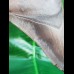 11.4 cm sharp tooth of Megalodon
