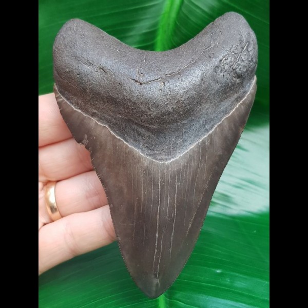 11,7 cm dunkelgrauer Zahn des Megalodon