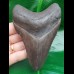 11,7 cm dunkelgrauer Zahn des Megalodon