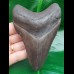 11,7 cm dark gray tooth of Megalodon