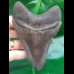11,7 cm dark gray tooth of Megalodon