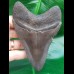 11,7 cm dunkelgrauer Zahn des Megalodon