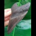 11,7 cm dunkelgrauer Zahn des Megalodon