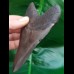 11,7 cm dark gray tooth of Megalodon