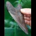 11,7 cm dunkelgrauer Zahn des Megalodon