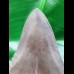 11,7 cm dark gray tooth of Megalodon