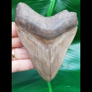 10.7 cm beautiful tooth of Megalodon