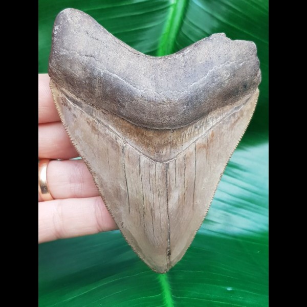 10,7 cm schöner Zahn des Megalodon