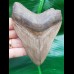 10,7 cm schöner Zahn des Megalodon