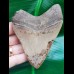 10,7 cm schöner Zahn des Megalodon