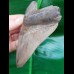 10,7 cm schöner Zahn des Megalodon