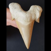 7.2 cm large massive tooth of the Otodus obliquus