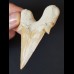 7,2 cm großer massiver Zahn des Otodus obliquus