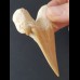 7,2 cm großer massiver Zahn des Otodus obliquus