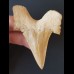 7,0 cm großer Zahn des Otodus obliquus