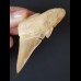 7,0 cm großer Zahn des Otodus obliquus