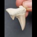 4,9 cm beeindruckender Zahn des Otodus obliquus
