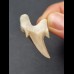 4,9 cm beeindruckender Zahn des Otodus obliquus