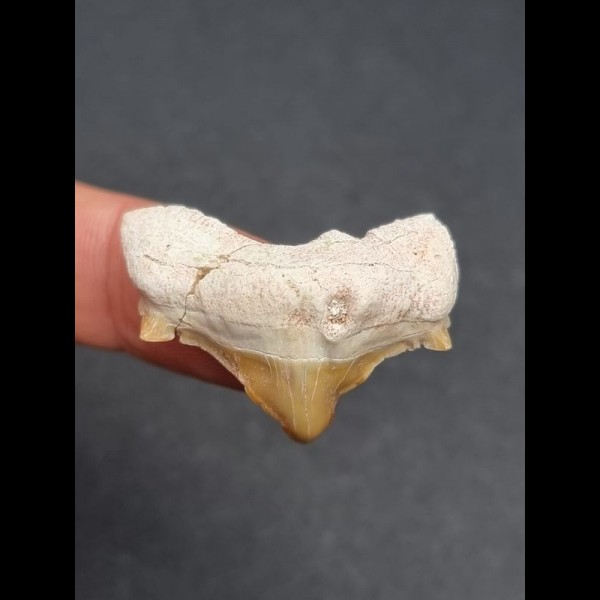 2.8 cm pathological tooth of the Otodus obliquus