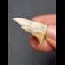2.8 cm pathological tooth of the Otodus obliquus