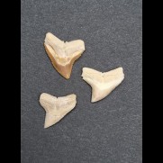 Set of 3 fossil teeth of a Carcharinus sp. from Morocco