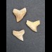 Set mit 3 fossilen Zähnen eines Carcharinus sp. aus Marokko