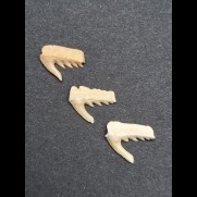 ONE fossil teeth of Weltonia ancistrodon