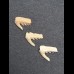 Set of 3 fossil teeth of Weltonia ancistrodon