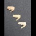 Set of 3 fossil teeth of Weltonia ancistrodon