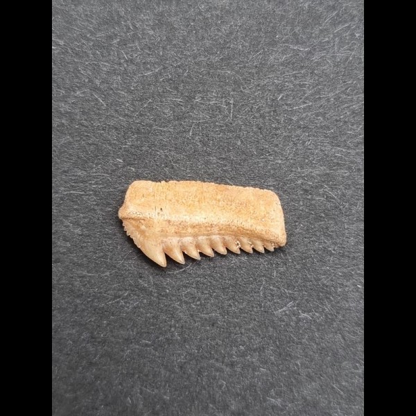 1,4 cm Zahn des Hexanchus microdon