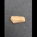 1,4 cm Zahn des Hexanchus microdon
