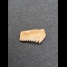 1,4 cm Zahn des Hexanchus microdon