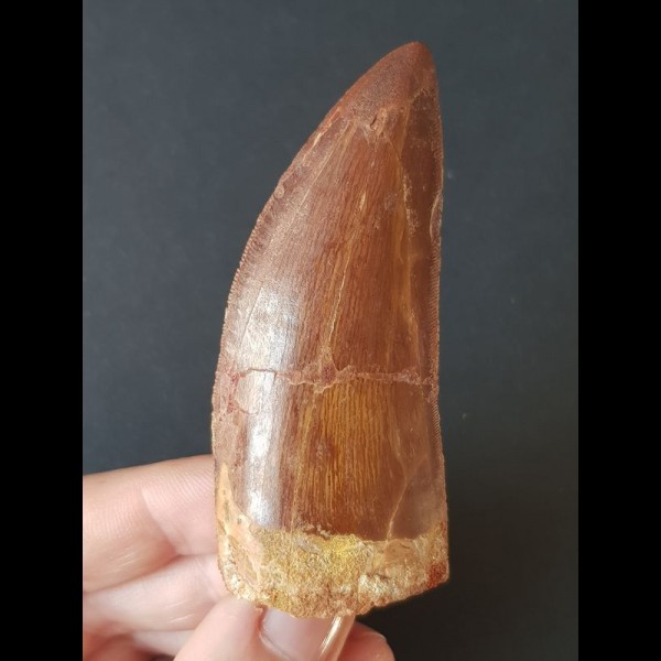 7.9 cm sharp red-brown tooth of Carcharodontosaurus