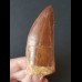 7.9 cm sharp red-brown tooth of Carcharodontosaurus