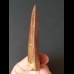 7.9 cm sharp red-brown tooth of Carcharodontosaurus