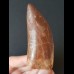 7.9 cm sharp red-brown tooth of Carcharodontosaurus