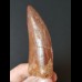7.9 cm sharp red-brown tooth of Carcharodontosaurus