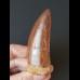 7.9 cm sharp red-brown tooth of Carcharodontosaurus