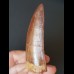 7.9 cm sharp red-brown tooth of Carcharodontosaurus