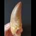 8.6 cm very large sharp tooth of Carcharodontosaurus