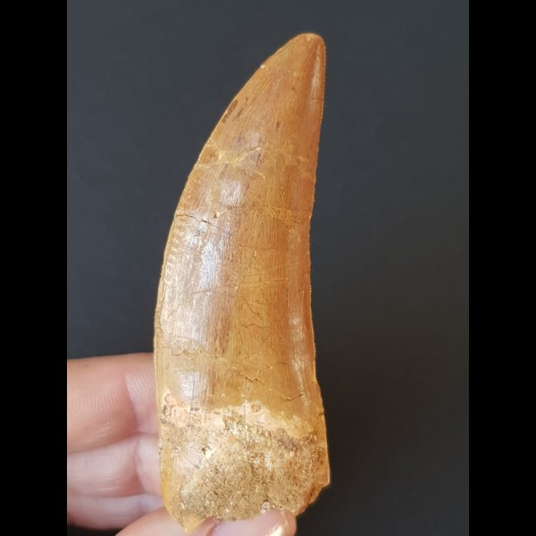 8.1 cm very large light brown tooth of Carcharodontosaurus