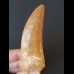 8.1 cm very large light brown tooth of Carcharodontosaurus