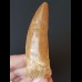 8.1 cm very large light brown tooth of Carcharodontosaurus